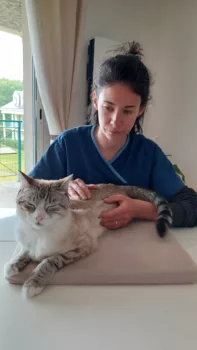 Flavie Vernet faisant de l'ostéopathie pour chat à Vertou