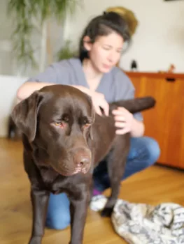 Flavie Vernet faisant une séance d'ostéopathie canine à Vertou